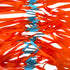 Vibrant orange 0.55mm high-performance latex flat band with 20mm-12mm taper for smooth draw and beginner-friendly slingshot shooting | Armament Mfg.